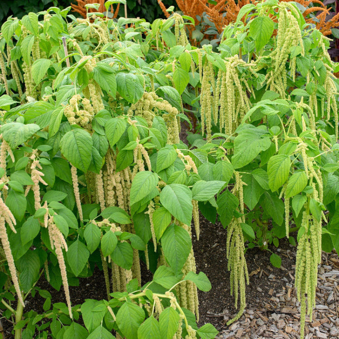 Green Viridis Amaranth Seeds