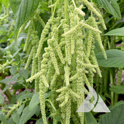 Green Viridis Amaranth Seeds