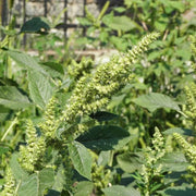 Green Amaranth Seeds