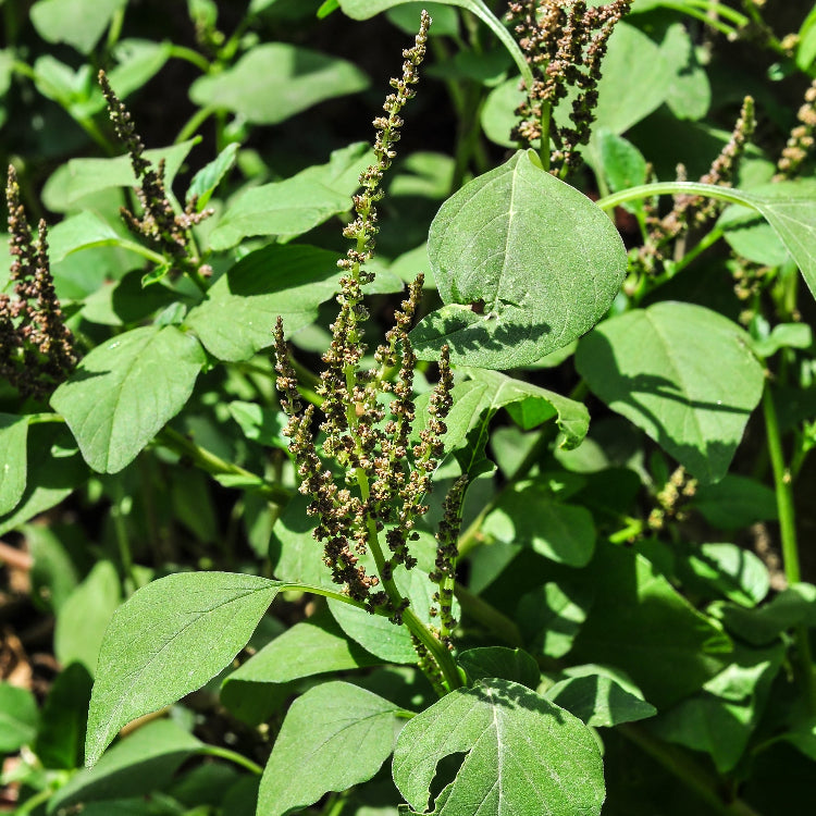 Green Amaranth Seeds