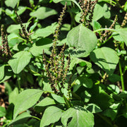 Green Amaranth Seeds