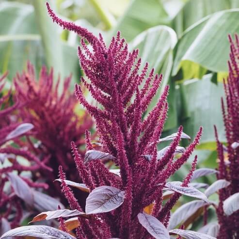 Purple Amaranth Seeds