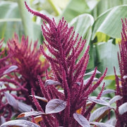 Purple Amaranth Seeds