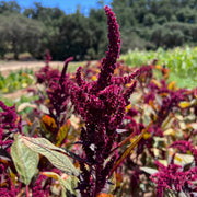 Purple Amaranth Seeds