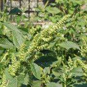 Retroflexus Amaranth Seeds