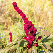 Elephant Head Amaranth Seeds