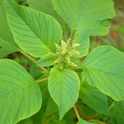 Edible Green Amaranth Seeds