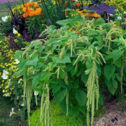 Green Viridis Amaranth Seeds