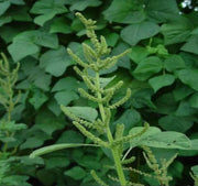 Green Amaranth Seeds