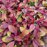 Purple Amaranth Seeds