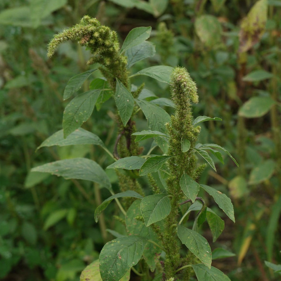 Retroflexus Amaranth Seeds