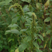 Retroflexus Amaranth Seeds