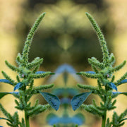 Smooth Amaranth Seeds
