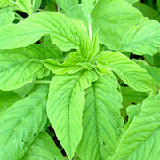 Green Nutritious Leaves Amaranth Seeds