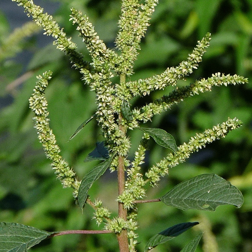 Smooth Amaranth Seeds