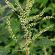 Smooth Amaranth Seeds