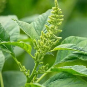 Smooth Amaranth Seeds