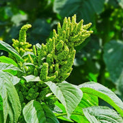 Green Nutritious Leaves Amaranth Seeds