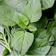 Green Nutritious Leaves Amaranth Seeds