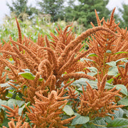 Golden Giant Amaranthus Seeds