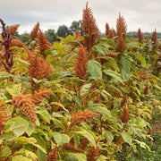Golden Giant Amaranthus Seeds