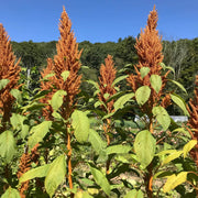 Golden Giant Amaranthus Seeds