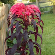 Molten Amaranthus Seeds