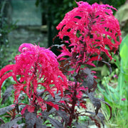 Molten Amaranthus Seeds