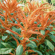 Orange Giant Amaranthus Seeds