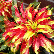 Perfecta Rainbow Amaranthus Seeds