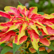 Perfecta Rainbow Amaranthus Seeds