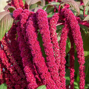 Love-Lies-Bleeding Amaranthus Caudatus Seeds