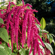 Love-Lies-Bleeding Amaranthus Caudatus Seeds