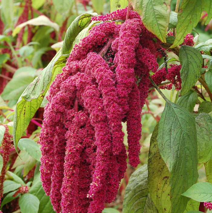 Love-Lies-Bleeding Amaranthus Caudatus Seeds