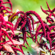 Amaranthus Seeds – Amaranthus spp.