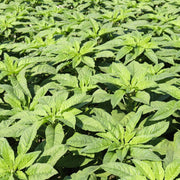 Green Callaloo Amaranthus Seeds