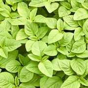 Green Callaloo Amaranthus Seeds