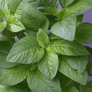 Green Pointed Leaf Amaranthus Seeds