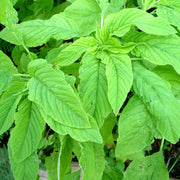 Green Pointed Leaf Amaranthus Seeds