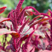 Amaranthus Seeds – Amaranthus spp.