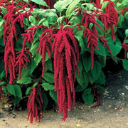 Love-Lies Amaranthus Seeds