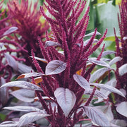 Nutrient-Rich Amaranthus Seeds