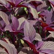 Nutrient-Rich Amaranthus Seeds