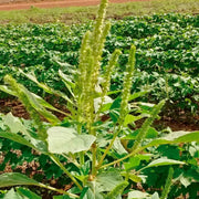 Hardy Amaranthus Seeds
