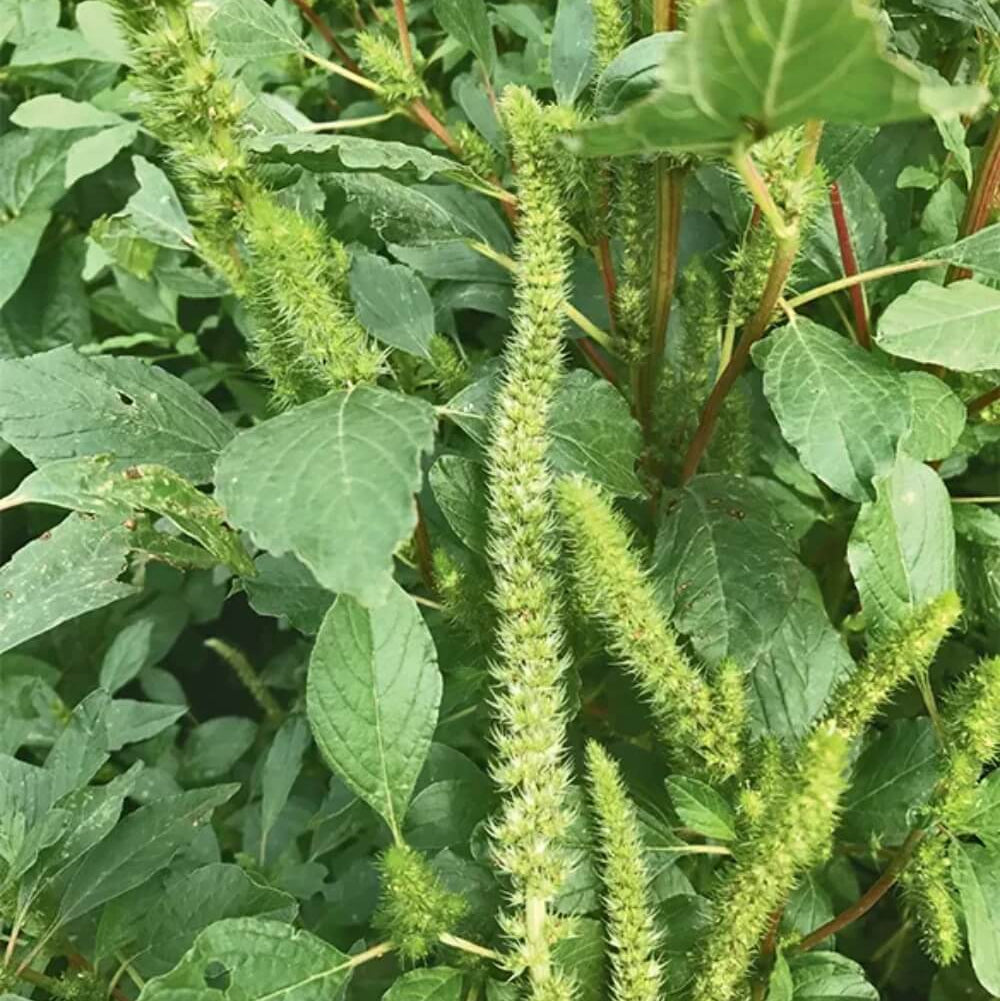 Hardy Amaranthus Seeds