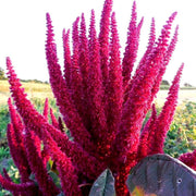 Prince's Feather Amaranthus Seeds