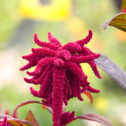 Prince's Feather Amaranthus Seeds