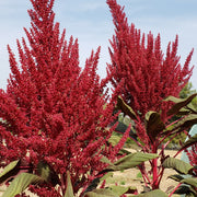 Red Garnet Amaranthus Seeds, Herbal
