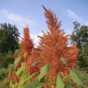 Golden Giant Amaranthus Seeds