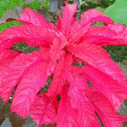 Molten Amaranthus Seeds